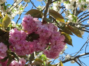 Taluyers le 8 avril 2026